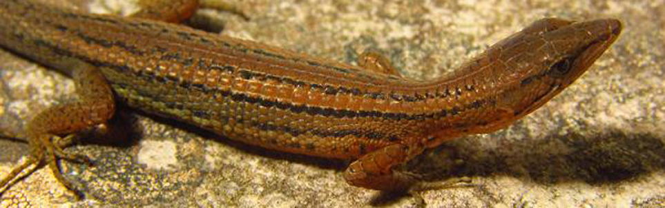 Destaque Serra do Espinhaço